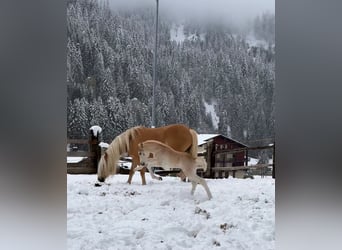 Haflinger, Hingst, Föl (04/2024), fux