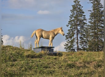 Haflinger, Hingst, Föl (05/2024), fux