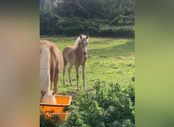 Haflinger, Hingst, Föl (04/2024), fux