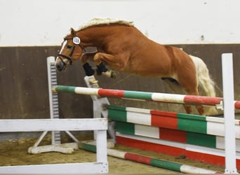 Haflinger, Hingst, 5 år, 153 cm, fux