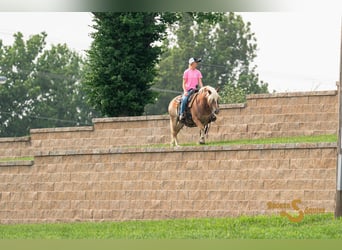 Haflinger, Hongre, 10 Ans, 137 cm, Alezan cuivré
