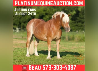 Haflinger, Hongre, 10 Ans, 137 cm, Alezan cuivré