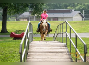 Haflinger, Hongre, 10 Ans, 137 cm, Alezan cuivré