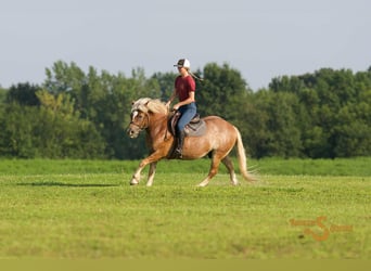 Haflinger, Hongre, 10 Ans, 137 cm, Alezan cuivré