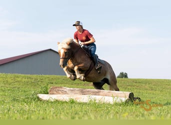 Haflinger, Hongre, 10 Ans, 137 cm, Alezan cuivré