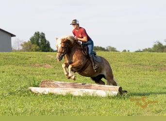 Haflinger, Hongre, 10 Ans, 137 cm, Alezan cuivré