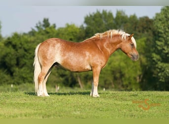 Haflinger, Hongre, 10 Ans, 137 cm, Alezan cuivré