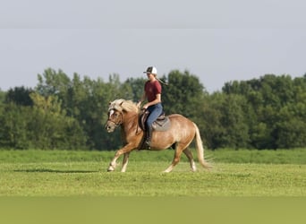 Haflinger, Hongre, 10 Ans, 137 cm, Rouan Rouge