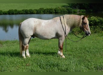 Haflinger, Hongre, 10 Ans, 142 cm, Rouan Rouge