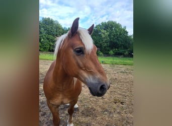 Haflinger, Hongre, 10 Ans, 145 cm, Alezan brûlé