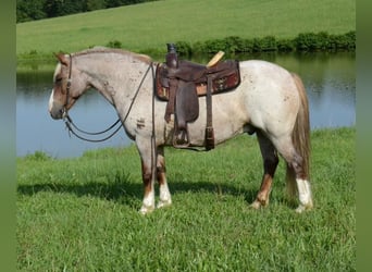 Haflinger, Hongre, 10 Ans, 145 cm, Rouan Rouge