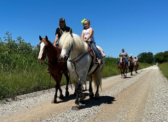 Haflinger, Hongre, 10 Ans, 147 cm, Gris pommelé