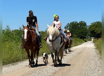 Haflinger, Hongre, 10 Ans, 147 cm, Gris pommelé