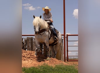 Haflinger, Hongre, 10 Ans, 147 cm, Gris pommelé