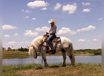 Haflinger, Hongre, 10 Ans, 147 cm, Gris pommelé