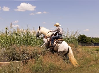 Haflinger, Hongre, 10 Ans, 147 cm, Gris pommelé