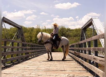 Haflinger, Hongre, 10 Ans, 147 cm, Gris pommelé