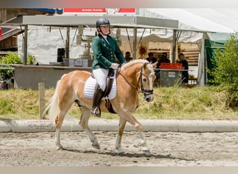 Haflinger, Hongre, 10 Ans, 150 cm, Alezan