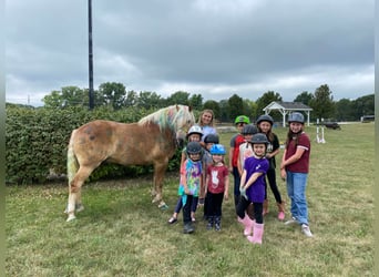 Haflinger, Hongre, 10 Ans, 152 cm, Alezan cuivré