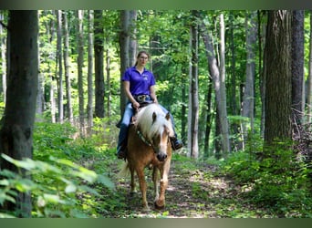 Haflinger, Hongre, 10 Ans, 152 cm, Alezan cuivré