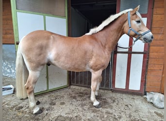 Haflinger, Hongre, 10 Ans, 153 cm, Alezan