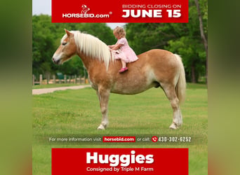 Haflinger, Hongre, 10 Ans, Alezan brûlé