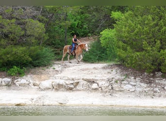Haflinger, Hongre, 10 Ans, Alezan brûlé