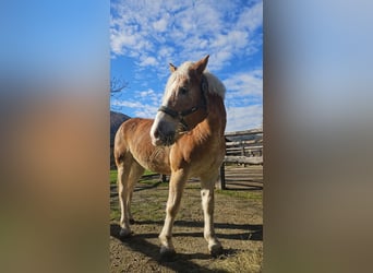 Haflinger, Hongre, 10 Ans