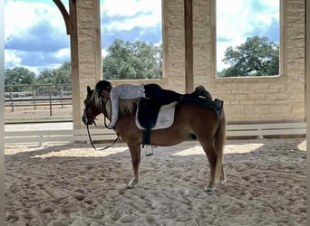 Haflinger, Hongre, 11 Ans, 132 cm, Alezan brûlé