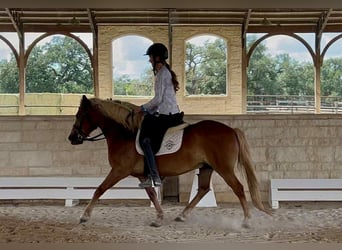 Haflinger, Hongre, 11 Ans, 132 cm, Alezan brûlé
