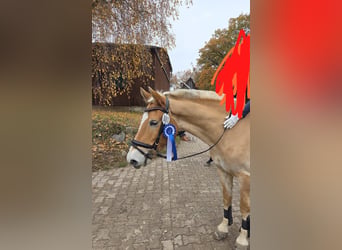 Haflinger, Hongre, 11 Ans, 149 cm, Palomino
