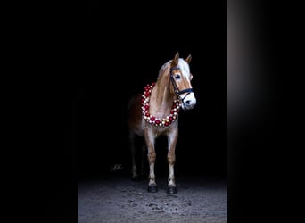 Haflinger, Hongre, 11 Ans, 149 cm, Palomino
