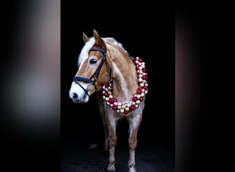 Haflinger, Hongre, 11 Ans, 149 cm, Palomino