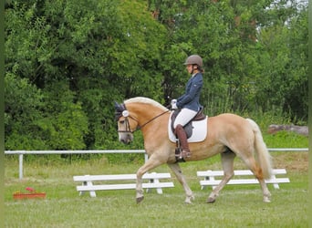 Haflinger, Hongre, 11 Ans, 154 cm, Alezan