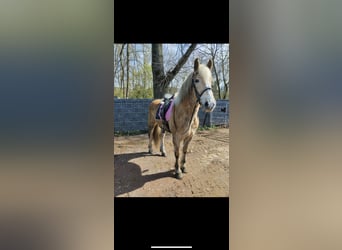 Haflinger, Hongre, 11 Ans, 158 cm, Bai clair