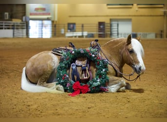 Haflinger, Hongre, 12 Ans, 145 cm, Alezan cuivré