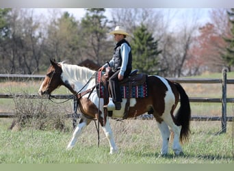 Haflinger, Hongre, 12 Ans, 147 cm, Pinto