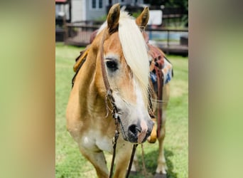 Haflinger, Hongre, 12 Ans, Alezan cuivré