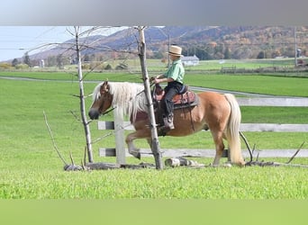 Haflinger, Hongre, 12 Ans, Palomino