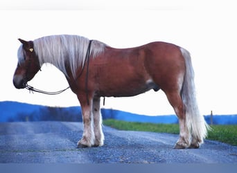 Haflinger, Hongre, 12 Ans, Palomino