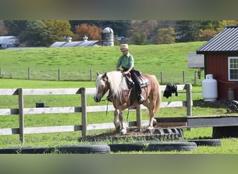 Haflinger, Hongre, 12 Ans, Palomino