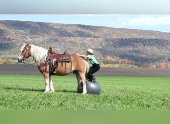 Haflinger, Hongre, 12 Ans, Palomino