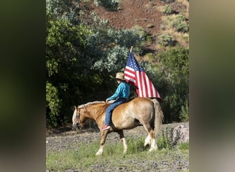 Haflinger Croisé, Hongre, 13 Ans, 137 cm, Alezan cuivré