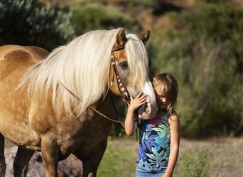 Haflinger Croisé, Hongre, 13 Ans, 137 cm, Alezan cuivré