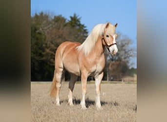 Haflinger, Hongre, 13 Ans, 147 cm, Alezan brûlé