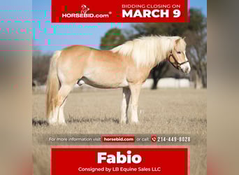 Haflinger, Hongre, 13 Ans, 147 cm, Alezan brûlé