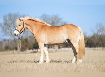 Haflinger, Hongre, 13 Ans, 147 cm, Alezan brûlé