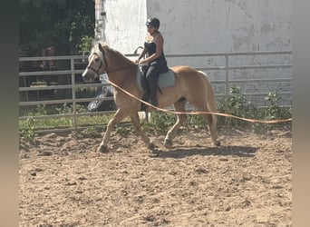 Haflinger, Hongre, 13 Ans, 148 cm