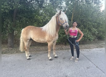 Haflinger, Hongre, 13 Ans, 148 cm