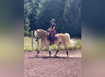 Haflinger, Hongre, 13 Ans, 149 cm, Alezan